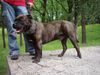 Ca de Bou Foto: Argos Juhasz, Junior World Winner, JChPl, ChPl (ID 12057) Ca de Bou Hund