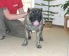 Ca de Bou Foto: Only Original Ca de Bou with PEDIGREE FCI (minimum 3 generations complete.) (ID 11620) Ca de Bou Hund