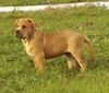 Ca de Bou Foto: CAESAR Mea Praetoria Caesareum (ID 16094) Ca de Bou Hund