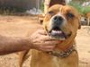 Ca de Bou Foto: CALA (ID 9166) Ca de Bou Hund