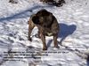 Ca de Bou Hund