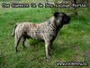Ca de Bou Foto: Ca de Bou from Poland (ID 21432) Ca de Bou Hund