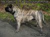 Ca de Bou Foto: Ca de Bou from Poland (ID 21433) Ca de Bou Hund