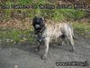 Ca de Bou Foto: Ca de Bou from Poland (ID 21434) Ca de Bou Hund