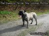 Ca de Bou Foto: Ca de Bou from Poland (ID 21435) Ca de Bou Hund