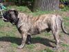 Ca de Bou Foto: Only Original Ca de Bou with PEDIGREE FCI (minimum 3 generations complete.) (ID 11617) Ca de Bou Hund