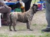 Ca de Bou Foto: Only Original Ca de Bou with PEDIGREE FCI (minimum 3 generations complete.) (ID 11618) Ca de Bou Hund
