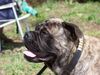 Ca de Bou Foto: Only Original Ca de Bou with PEDIGREE FCI (minimum 3 generations complete.) (ID 11616) Ca de Bou Hund