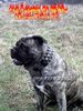 Ca de Bou Foto: Ch.PL. CH. RUS. CH. EST. CH. LV. CH LT MULTICHAMPION CHE GUEVARA CA DE BOU ANIMUS FORTIS - ORIGINAL CA DE BOU POLAND (ID 26020) Ca de Bou Hund