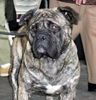 Ca de Bou Foto: Ch.PL. CH. RUS. CH. EST. CH. LV. CH LT CH. LUX. MULTICHAMPION CHE GUEVARA CA DE BOU ANIMUS FORTIS - ORIGINAL CA DE BOU POLAND (ID 26021) Ca de Bou Hund