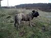 Ca de Bou Foto: Oryginal Ca de Bou Che Guevara Ca de Bou animus fortis Poland (ID 16982) Ca de Bou Hund