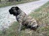 Ca de Bou Foto: Oryginal Ca de Bou Che Guevara Ca de Bou animus fortis Poland (ID 16980) Ca de Bou Hund