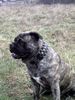 Ca de Bou Foto: Oryginal Ca de Bou Che Guevara Ca de Bou animus fortis Poland (ID 16977) Ca de Bou Hund