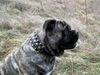 Ca de Bou Foto: Oryginal Ca de Bou Che Guevara Ca de Bou animus fortis Poland (ID 16978) Ca de Bou Hund