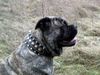 Ca de Bou Foto: Oryginal Ca de Bou Che Guevara Ca de Bou animus fortis Poland (ID 16981) Ca de Bou Hund