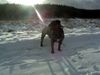 Ca de Bou Foto: Oryginal Ca de Bou Che Guevara Ca de Bou animus fortis Poland (ID 16983) Ca de Bou Hund