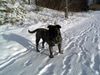 Ca de Bou Foto: Oryginal Ca de Bou Che Guevara Ca de Bou animus fortis Poland (ID 16984) Ca de Bou Hund