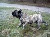 Ca de Bou Foto: Oryginal Ca de Bou Che Guevara Ca de Bou animus fortis Poland (ID 16979) Ca de Bou Hund