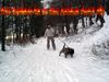 Ca de Bou Foto: Excellent Thru Type Ca de Bou (ID 18000) Ca de Bou Hund