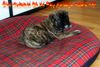 Ca de Bou Foto: Thru Type Ca de Bou !!! Che Guevara............ (ID 17070) Ca de Bou Hund