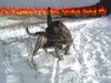 Ca de Bou Foto: Excellent Thru Type Ca de Bou (ID 18001) Ca de Bou Hund