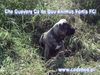 Ca de Bou Foto: Thru Type Ca de Bou !!! Che Guevara............ (ID 17067) Ca de Bou Hund