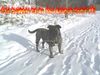 Ca de Bou Foto: Thru Type Ca de Bou !!! Che Guevara............ (ID 17068) Ca de Bou Hund
