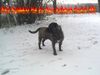 Ca de Bou Foto: Thru Type Ca de Bou !!! Che Guevara............ (ID 17069) Ca de Bou Hund