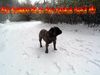 Ca de Bou Foto: Original Ca de Bou Che Guevara ca de bou Animus Fortis (ID 17158) Ca de Bou Hund