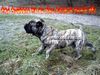 Ca de Bou Foto: Ch.PL. CH. RUS. CH. EST. CH. LV. CH LT MULTICHAMPION CHE GUEVARA CA DE BOU ANIMUS FORTIS - ORIGINAL CA DE BOU POLAND (ID 26019) Ca de Bou Hund