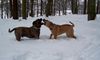 Ca de Bou Foto: Interchampion Che Guevara Ca de Bou 'Animus Fortis' FCI & Chima de Brisan (ID 28177) Ca de Bou Hund