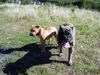 Ca de Bou Foto: Ch.PL. CH. RUS. CH. EST. CH. LV. CH LT CH. LUX. MULTICHAMPION CHE GUEVARA CA DE BOU ANIMUS FORTIS - ORIGINAL CA DE BOU POLAND & Chima (ID 26063) Ca de Bou Hund
