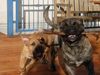 Ca de Bou Foto: Ch.PL. CH. RUS. CH. EST. CH. LV. CH LT CH. LUX. MULTICHAMPION CHE GUEVARA CA DE BOU ANIMUS FORTIS - ORIGINAL CA DE BOU POLAND & Chima (ID 26064) Ca de Bou Hund
