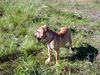 Ca de Bou Foto: Chima de Brisan Puerto Rico Import owner ANIMUS FORTIS KENNEL POLAND (ID 25346) Ca de Bou Hund