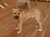 Ca de Bou Foto: Chima de Brisan import from Puerto Rico owner ANIMUS FORTIS KENNEL POLAND (ID 25659) Ca de Bou Hund