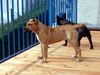 Ca de Bou Foto: Chima de Brisan import from Puerto Rico owner ANIMUS FORTIS KENNEL POLAND (ID 25658) Ca de Bou Hund