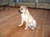 Ca de Bou Foto: Chima de Brisan import from Puerto Rico owner ANIMUS FORTIS KENNEL POLAND (ID 25660) Ca de Bou Hund