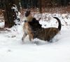 Ca de Bou Foto: Interchampion Che Guevara Ca de Bou \'Animus Fortis\' FCI & Chima de Brisan (ID 28178) Ca de Bou Hund