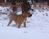 Ca de Bou Foto: Chima de Brisan Import from Puerto Rico (ID 28179) Ca de Bou Hund