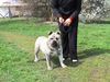 Ca de Bou Foto (ID 12762) Ca de Bou Hund