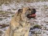 Ca de Bou Foto (ID 18013) Ca de Bou Hund