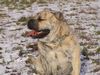 Ca de Bou Foto: Agat Ling Thao (ID 18014) Ca de Bou Hund