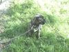 Ca de Bou Foto: Only Original Ca de Bou with PEDIGREE FCI (minimum 3 generations complete.) (ID 11621) Ca de Bou Hund