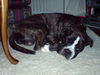 Ca de Bou Foto: ca. 15 Monate alt (ID 41346) Ca de Bou Hund