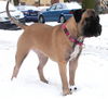 Ca de Bou Foto (ID 45689) Ca de Bou Hund