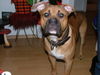 Ca de Bou Foto: argon (ID 36857) Ca de Bou Hund