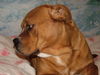 Ca de Bou Foto: CALA de Can Estruch (ID 28652) Ca de Bou Hund