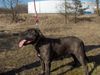 Ca de Bou Foto: Margarita Mix R.J.Osanna (ID 19723) Ca de Bou Hund