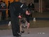 Ca de Bou Foto: Moloss Dog Show in Gdansk 2005 - Winner Open Class Che Guevara Ca de Bou Animus Fortis (ID 18825) Ca de Bou Hund