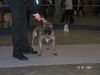 Ca de Bou Foto: Moloss Dog Show in Gdansk 2005 - Winner Open Class Che Guevara Ca de Bou Animus Fortis (ID 18824) Ca de Bou Hund
